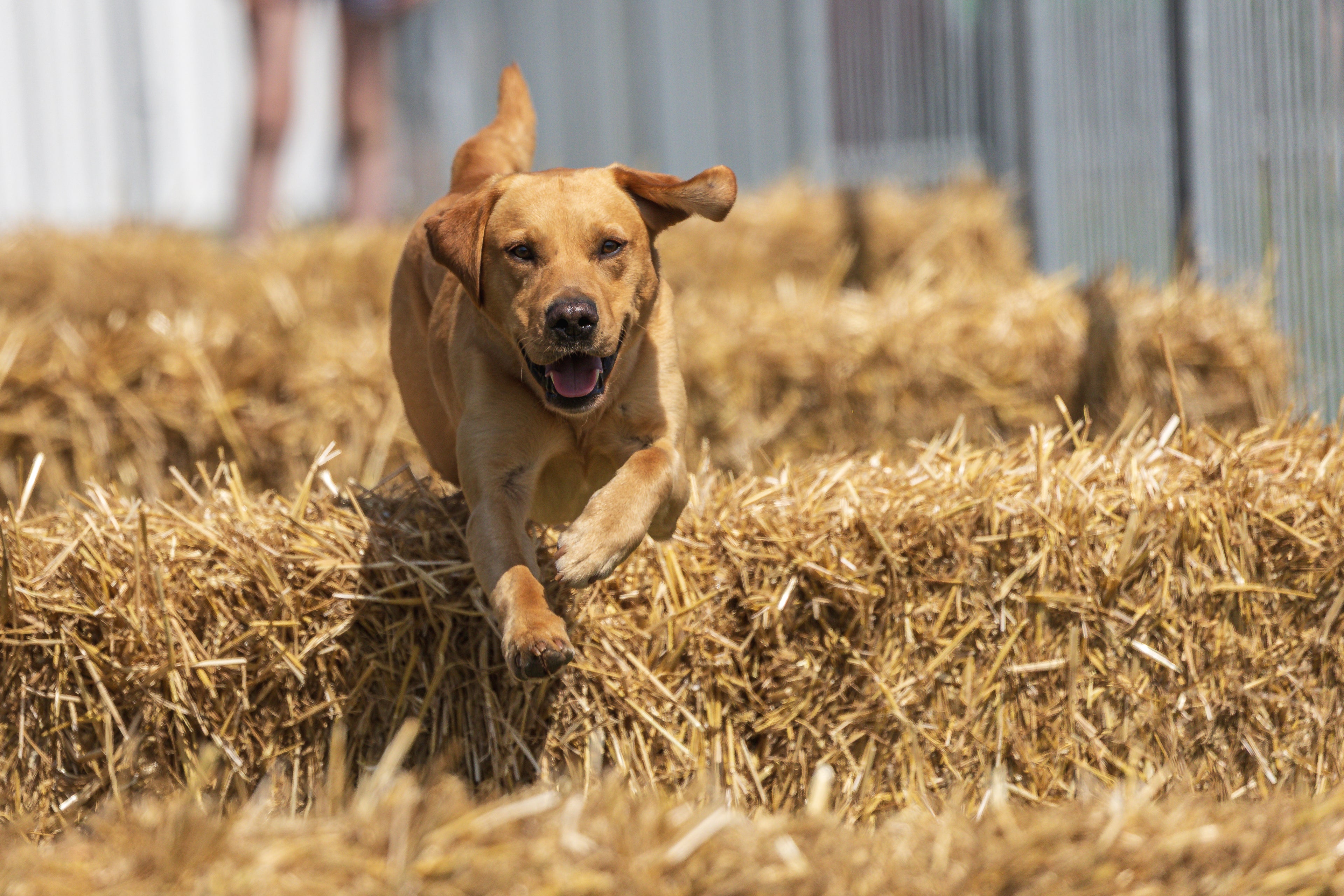 Paws@brooklyn Fun Christmas Scurry