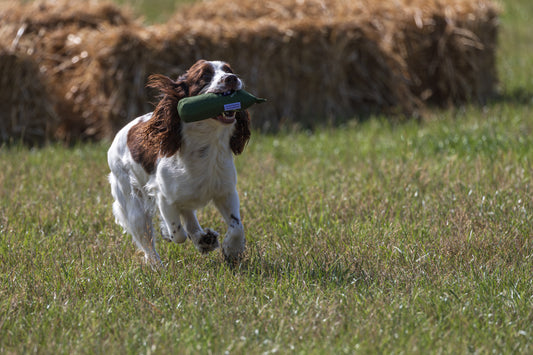 Paws@brooklyn Training classes run by Beesfit Gundogs