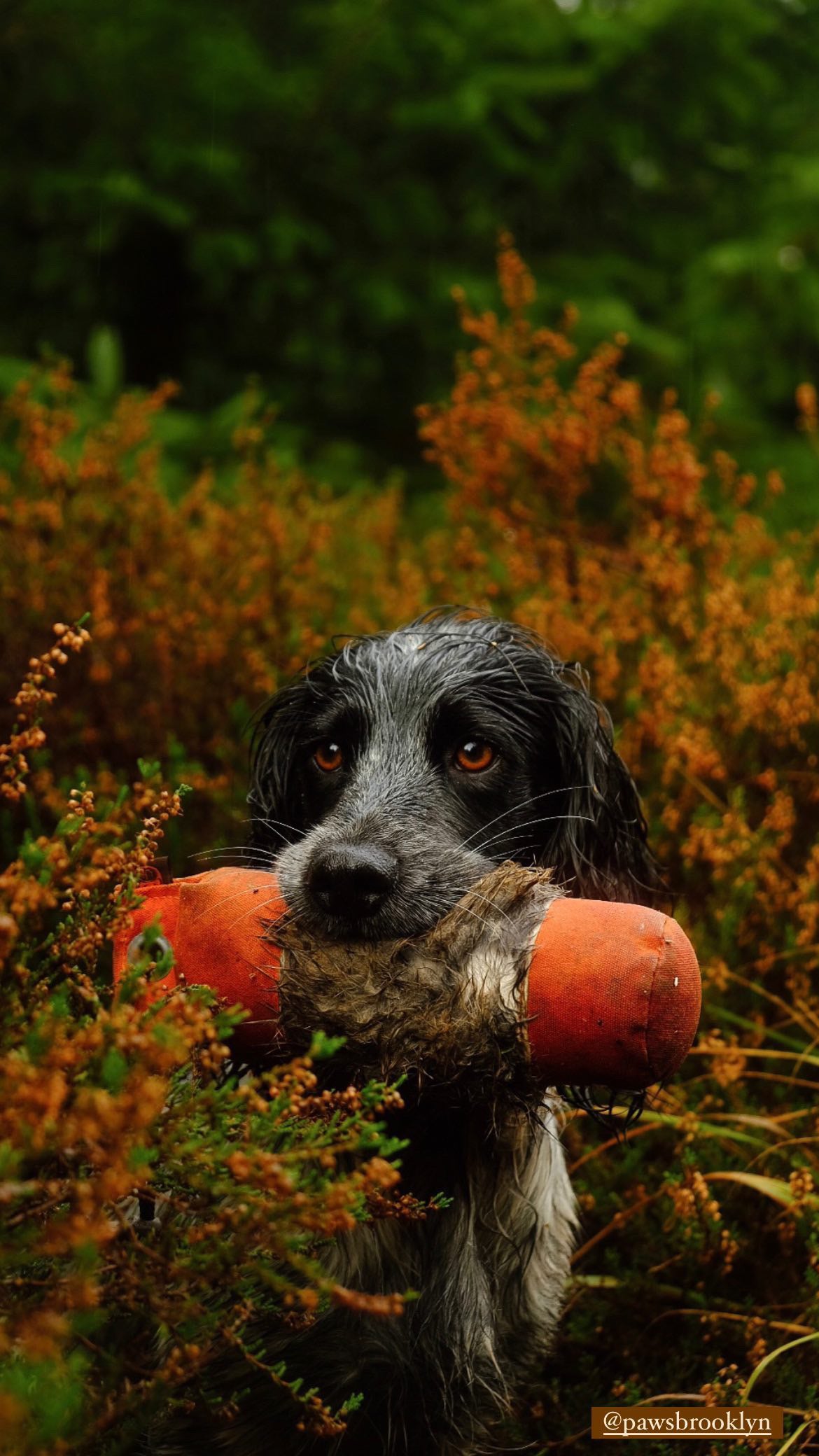 Firedog Dummy with Rabbit Fur