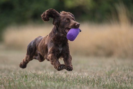 Paws@brooklyn Training classes run by Beesfit Gundogs
