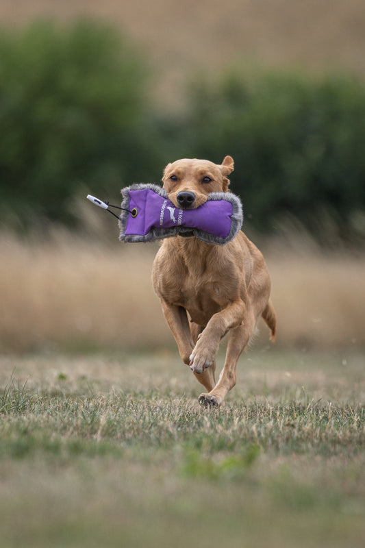 Paws@brooklyn Training classes run by Beesfit Gundogs