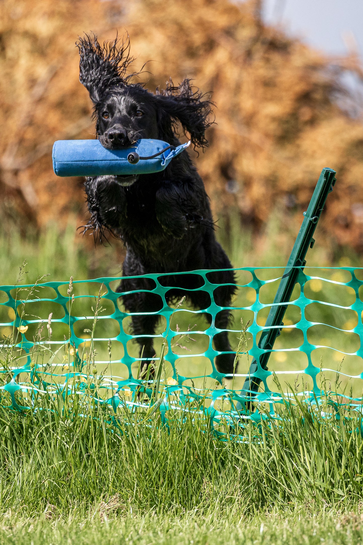 Dog and Field Ultra Light Training Dummy