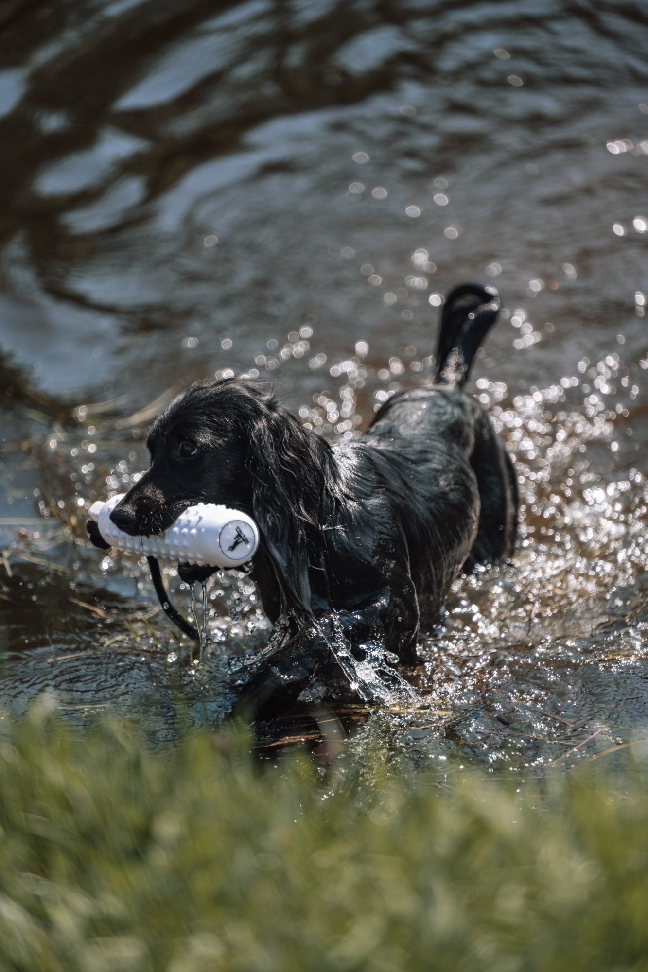 Dog and Field Water Dummy