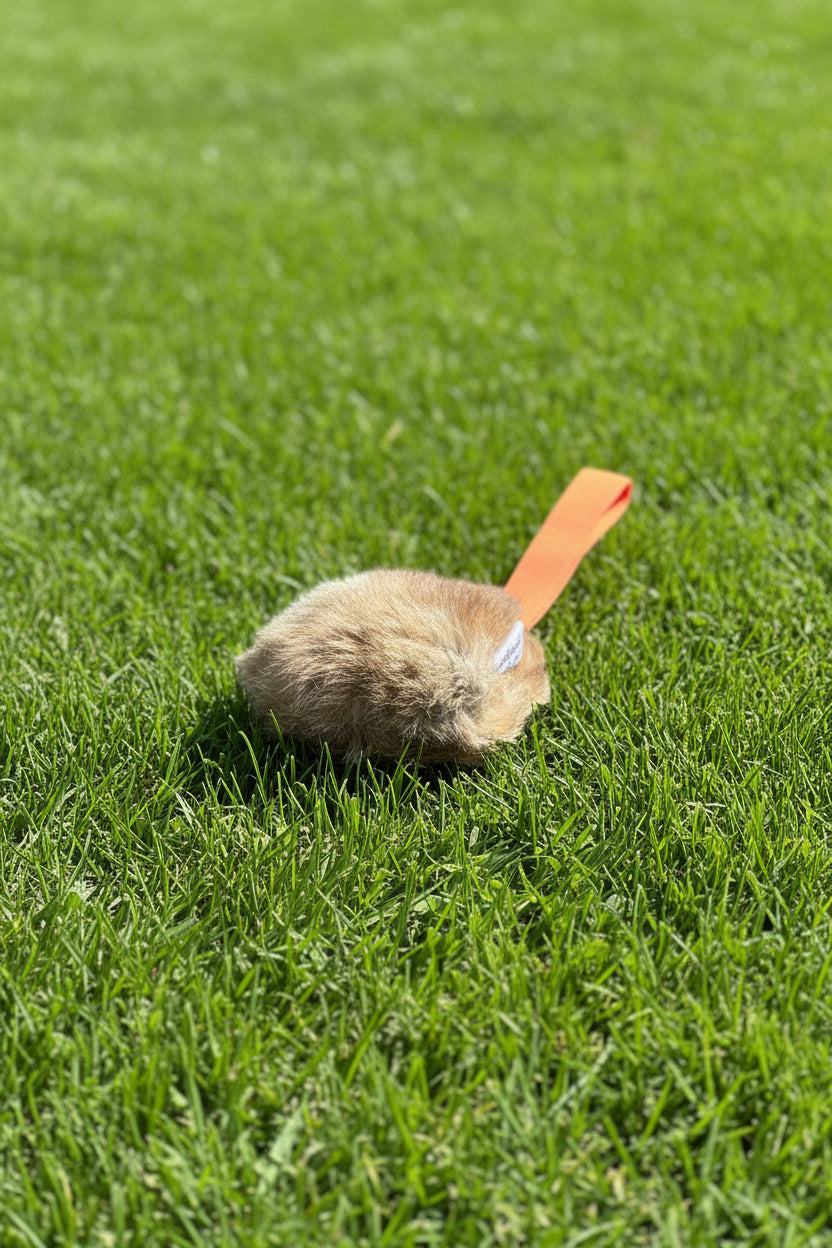 Paws@Brooklyn Rabbit Hunting Discs with Throwing Strap