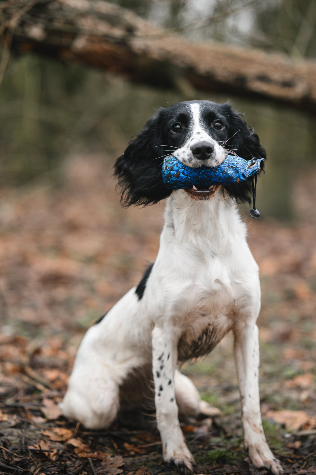 Paws@brooklyn Melanistic Range