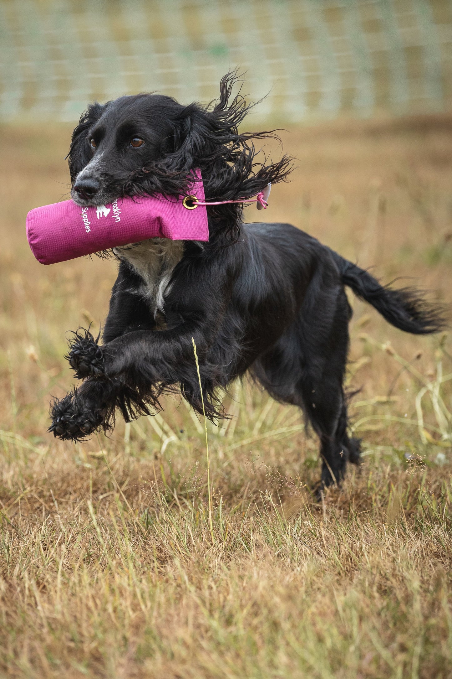 Paws@brooklyn Rainbow and Canvas Dummies