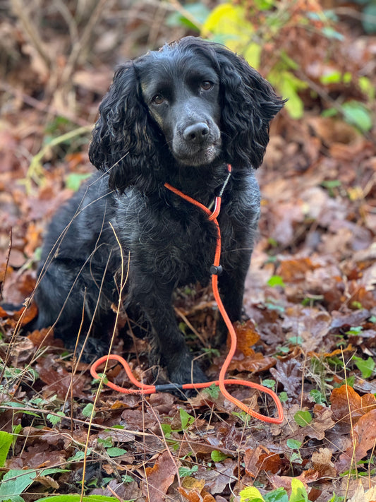 Paws@brooklyn Autumn Collection Slip Leads