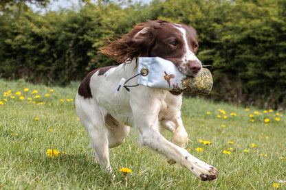 Paws@Brooklyn The Game Pheasant Range