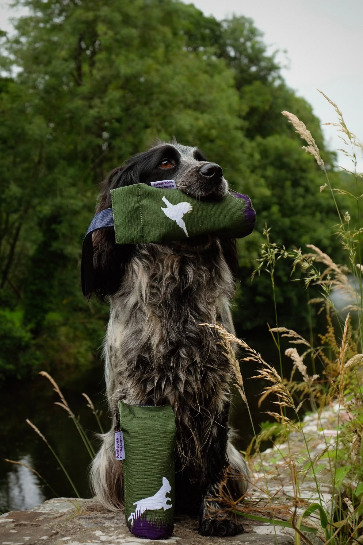 Paws@brooklyn Paws Spaniel Dummies