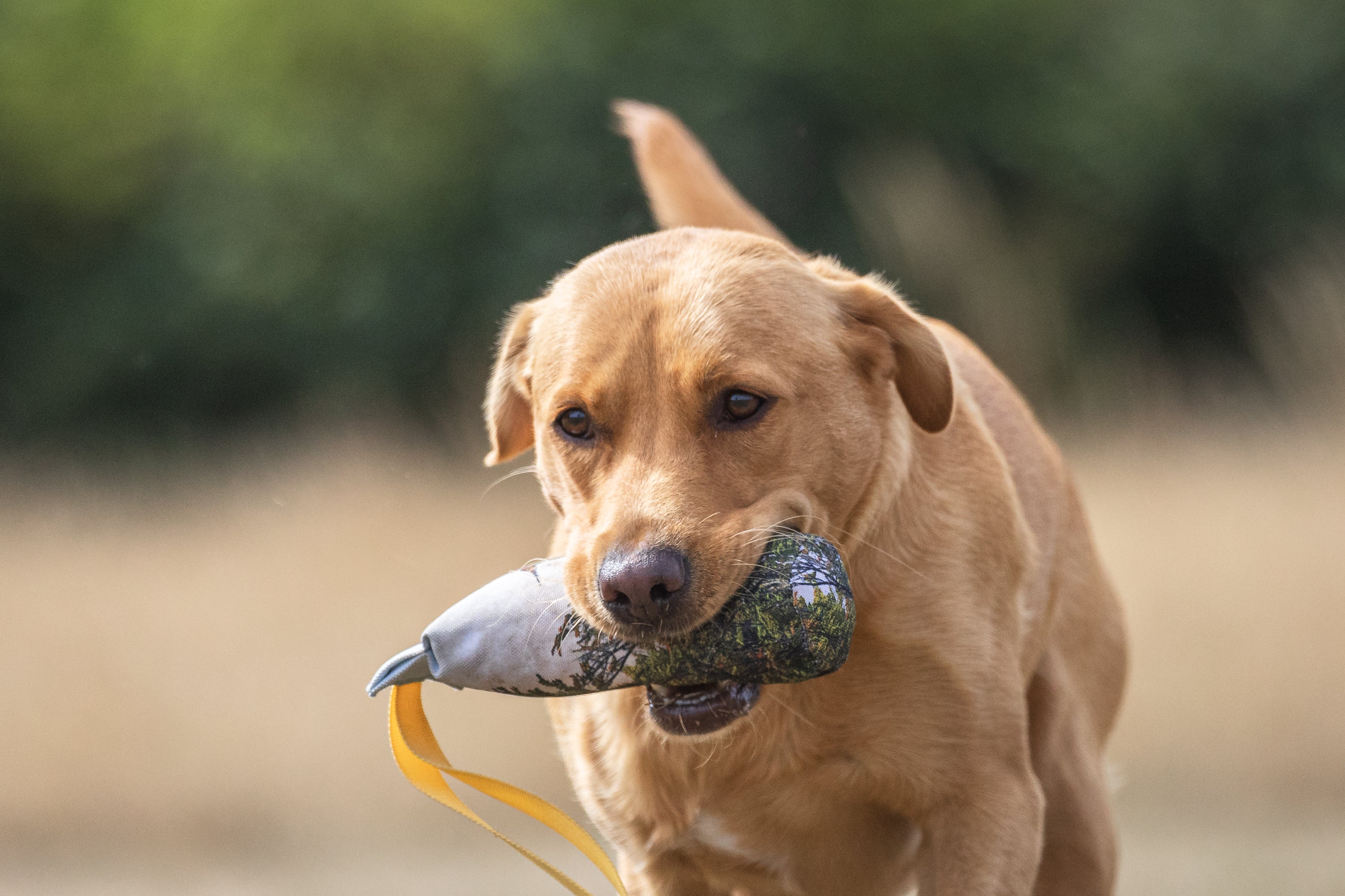 Paws@brooklyn NEW!!  The Game Pheasant Range