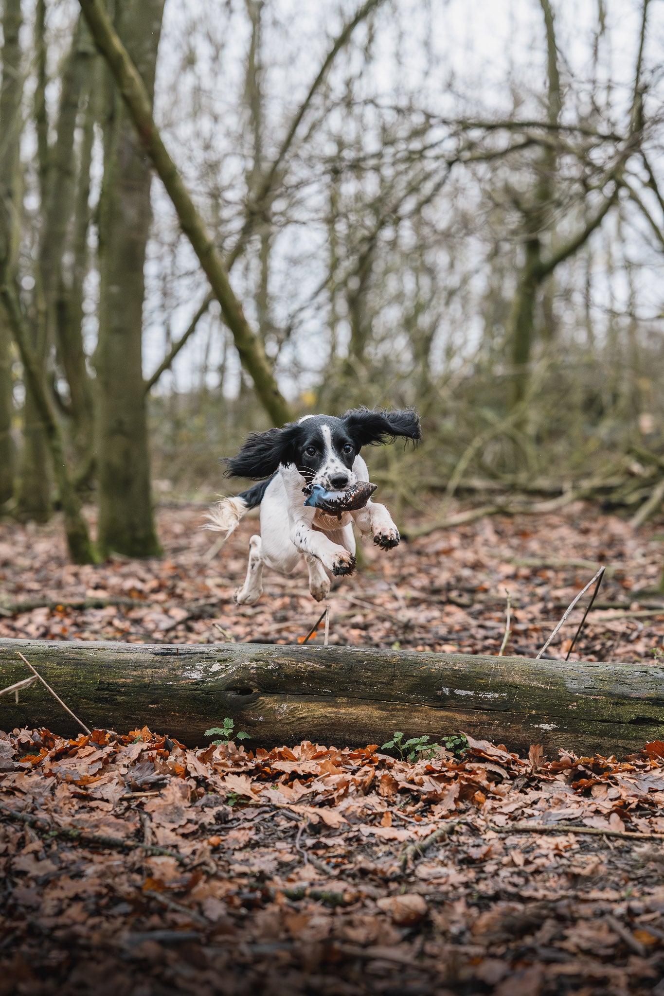 Paws@brooklyn Puppy Dummies