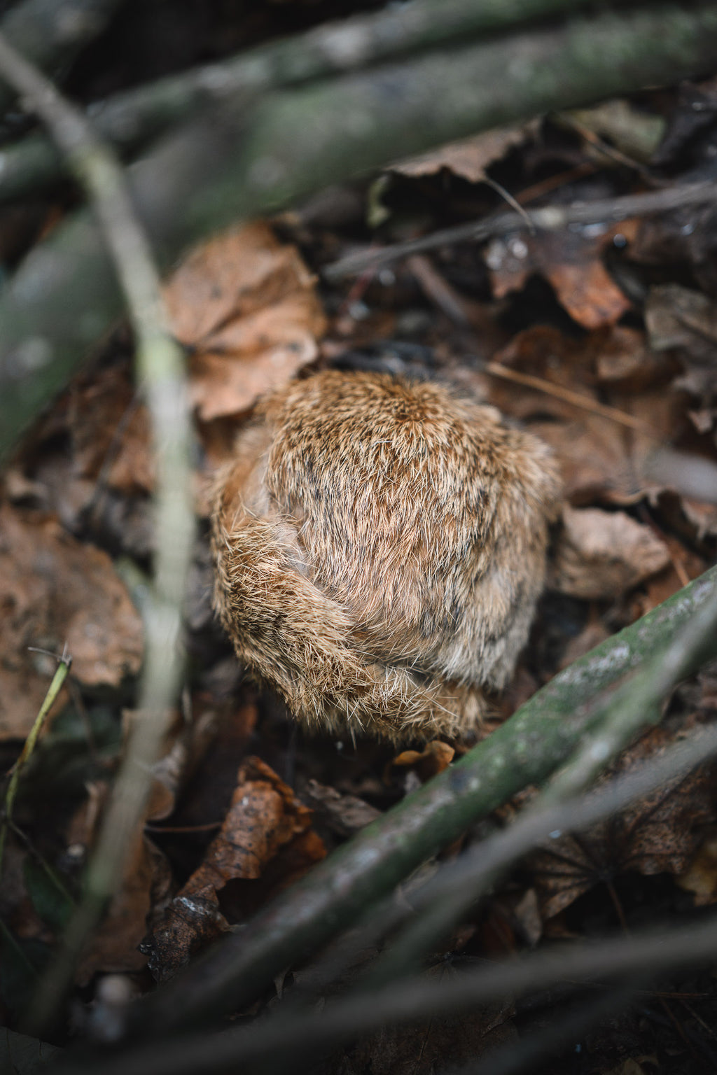 Paws@brooklyn Rabbit Balls
