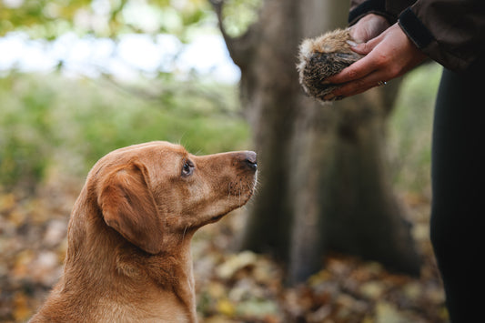 Paws@brooklyn Rabbit Balls