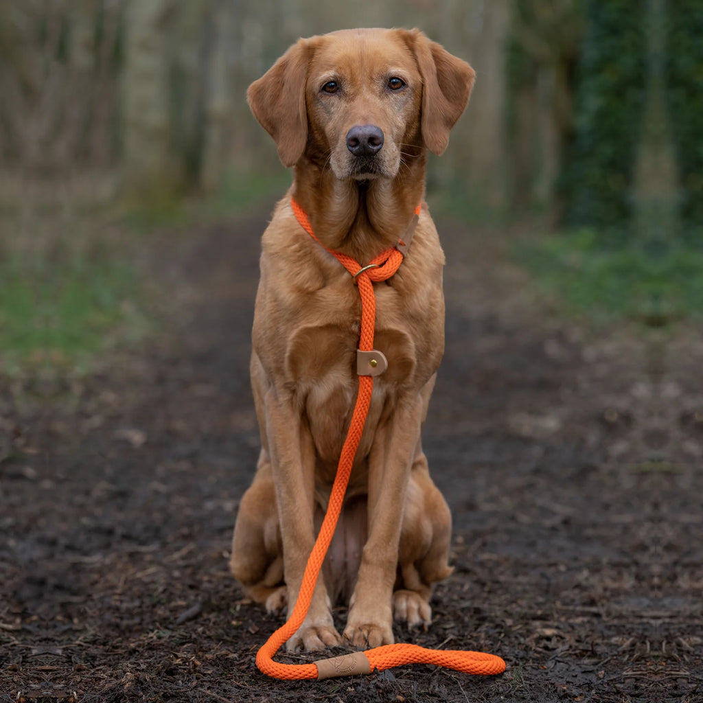 Ruff and Tumble Slip and Clip Leads