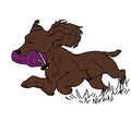 Paws@brooklyn Gift Cards