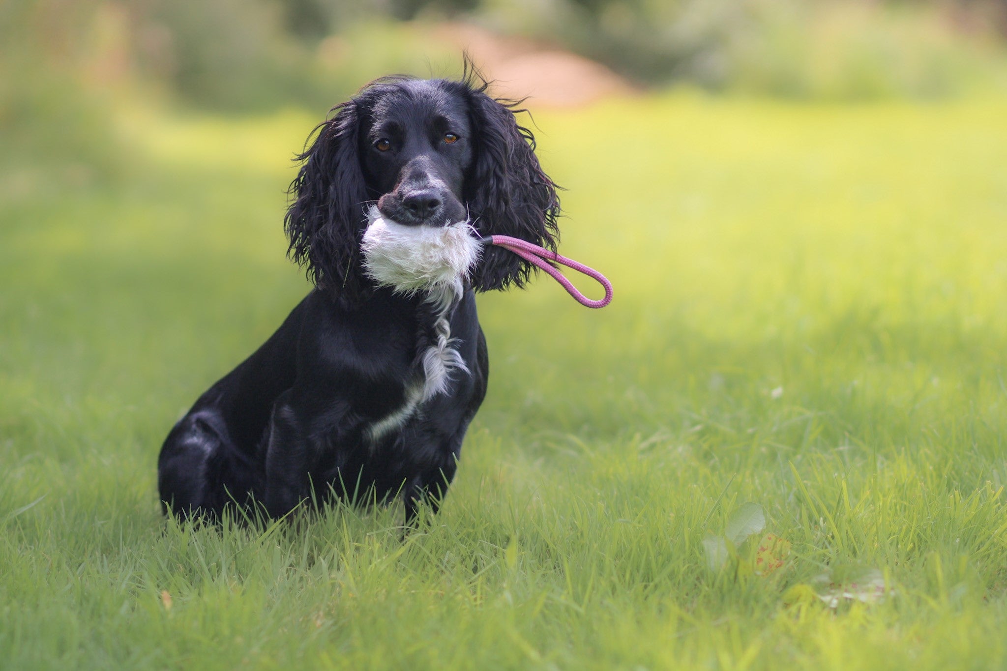 Best slip lead hot sale for cocker spaniel