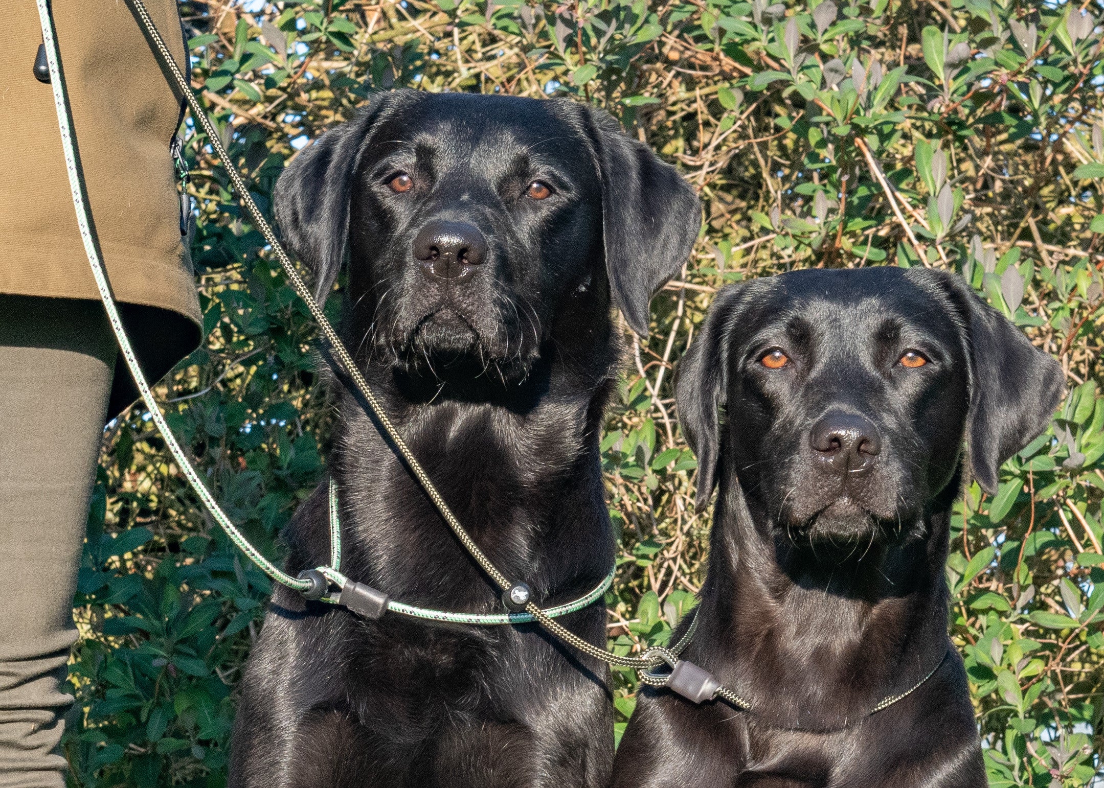 Sporting Saint Field Trial Pro Slip Lead paws brooklyn