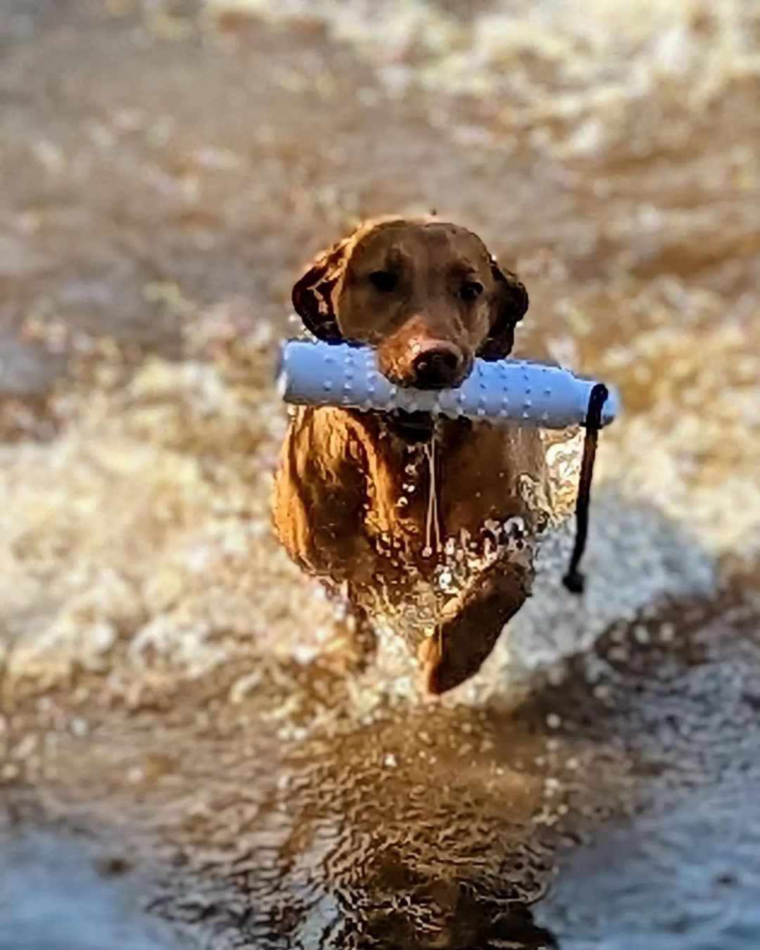 Dog and Field Water Dummy