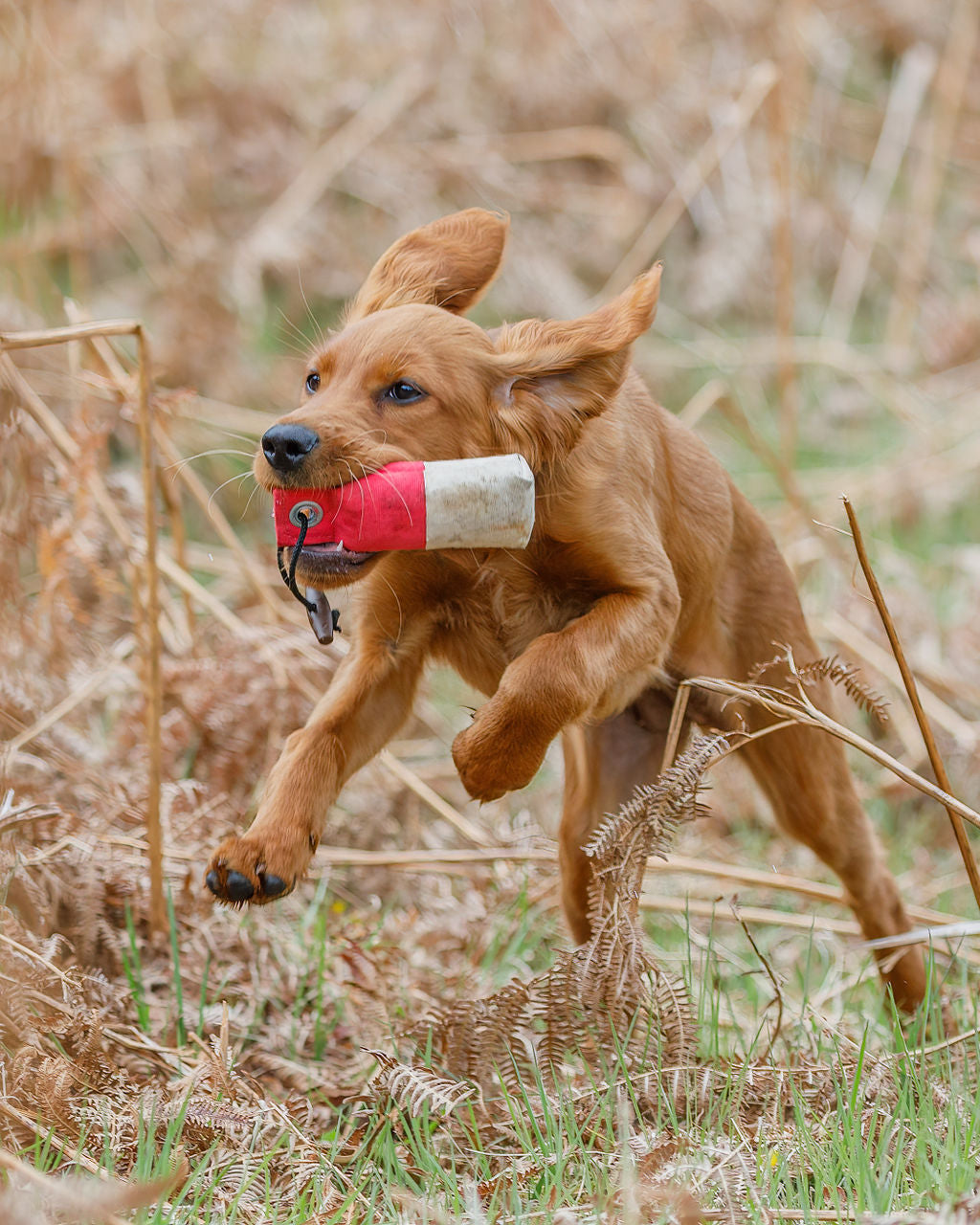 Firedog 80g Pocket/Puppy Dummies