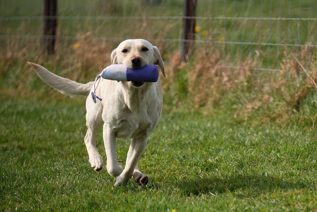 Paws@Brooklyn Training Dummies