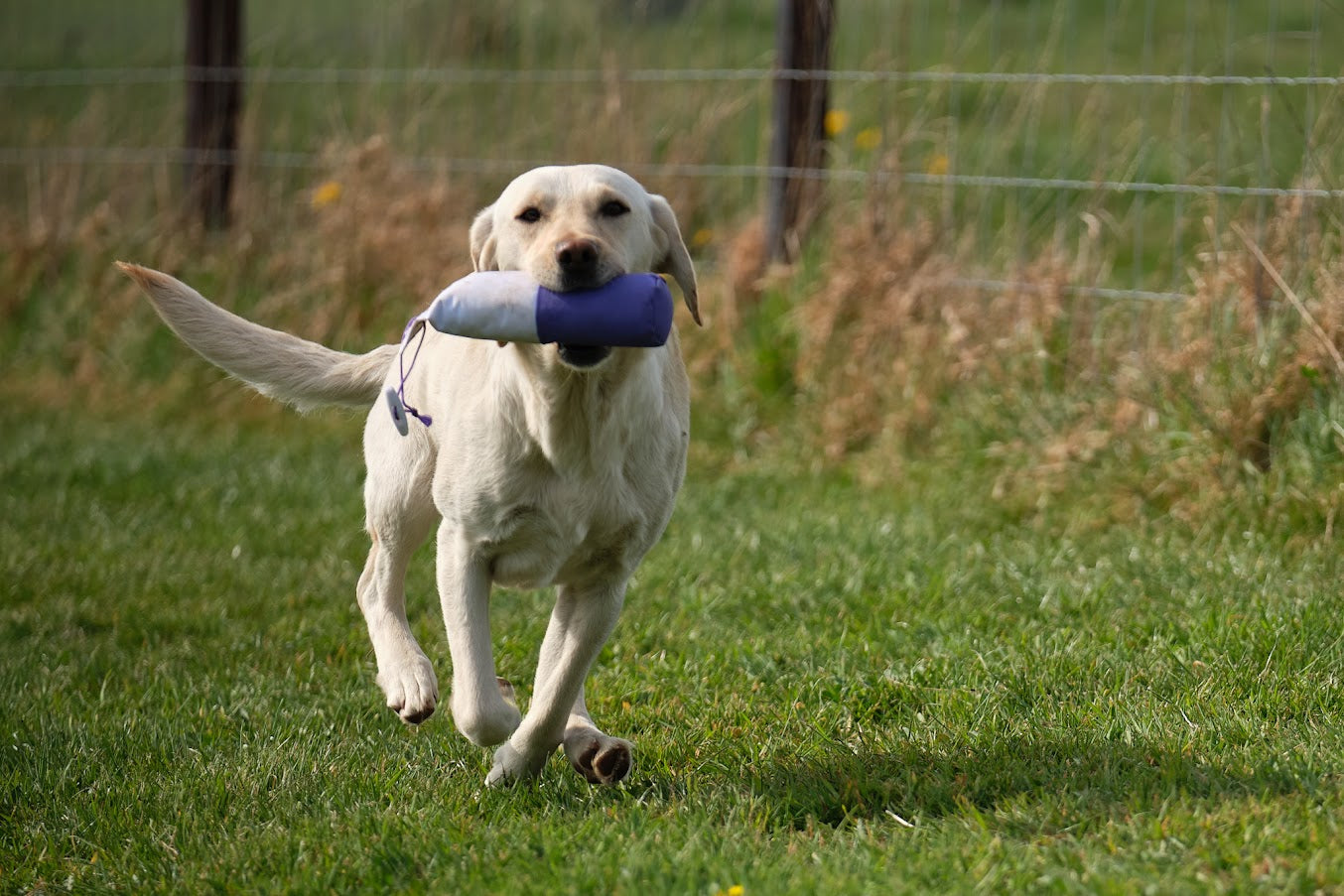 Paws@Brooklyn Training Dummies