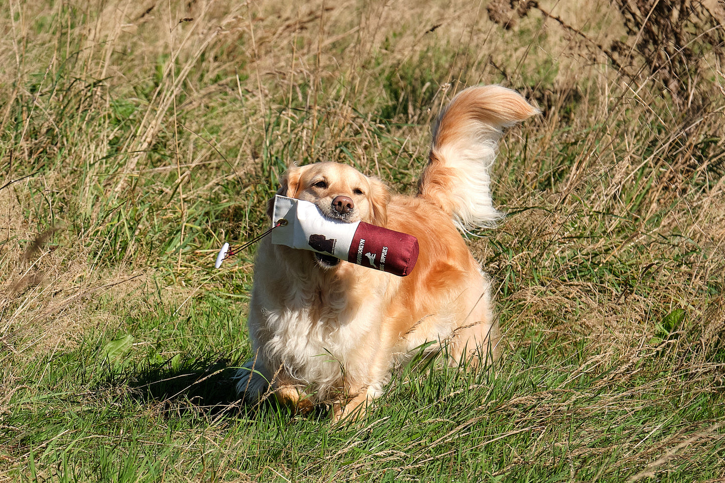 Paws@brooklyn Training Workshop run by Beesfit Gundogs