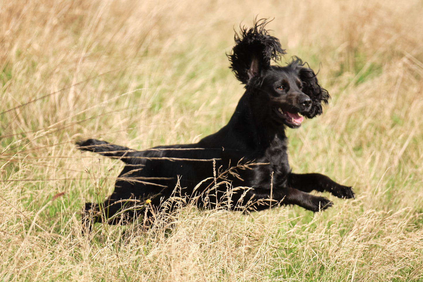 Paws@brooklyn Training Workshop run by Beesfit Gundogs