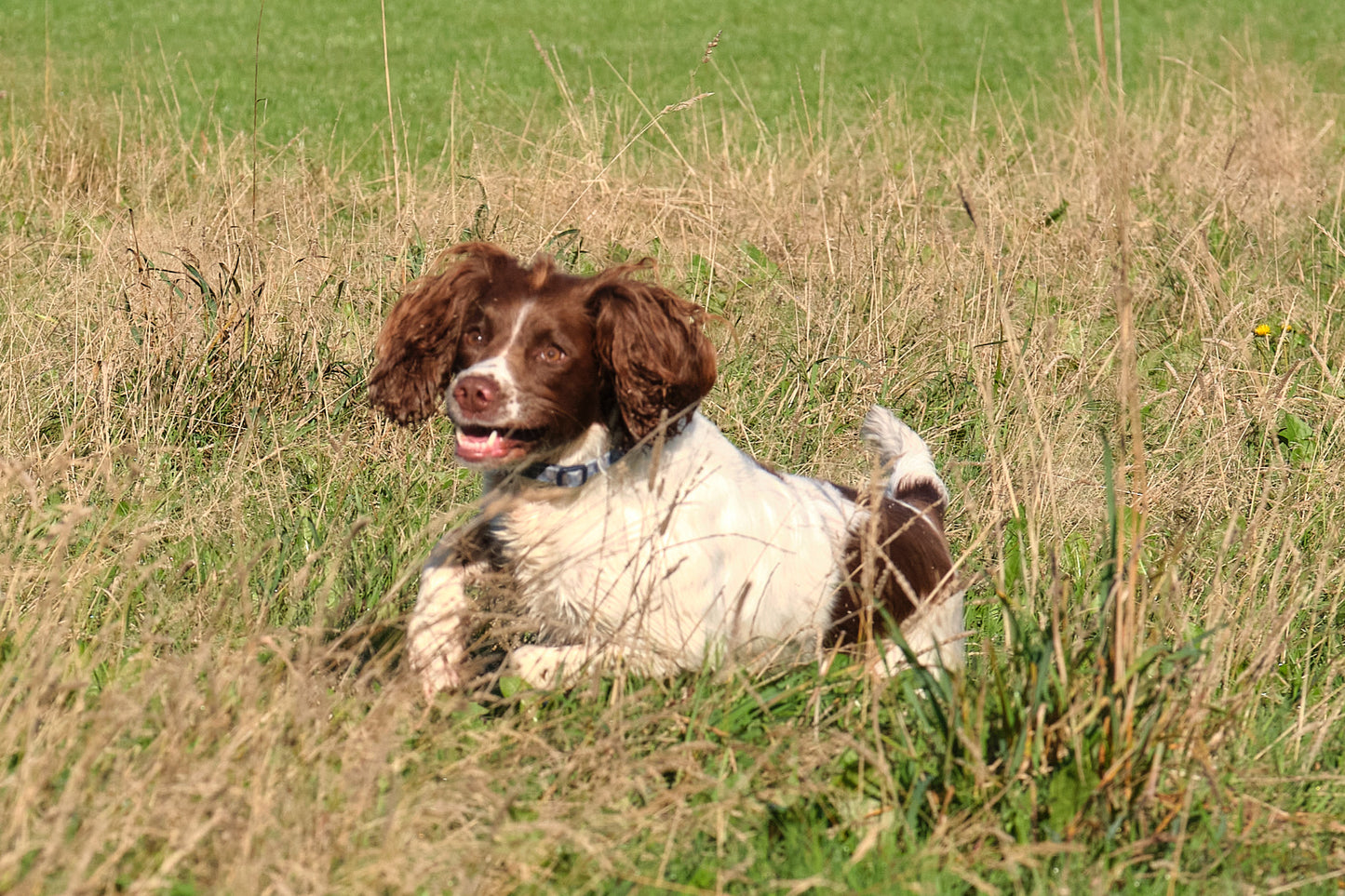 Paws@brooklyn Training Workshop run by Beesfit Gundogs