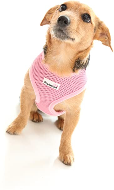 Doodlebone puppy clearance harness