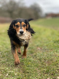 Firedog 165g Full Fur Disc