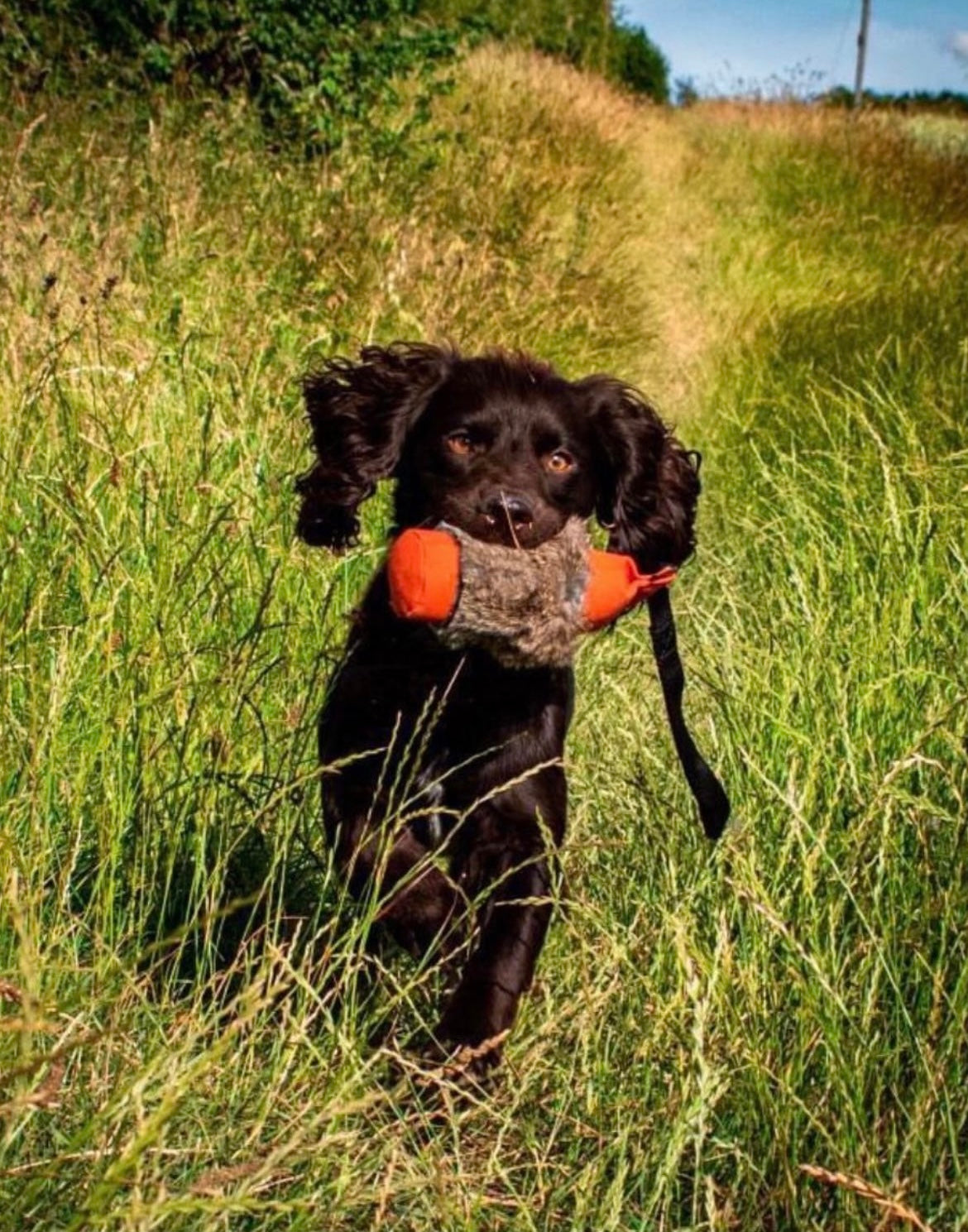 Firedog 250g & 500g Dummy with Rabbit Fur