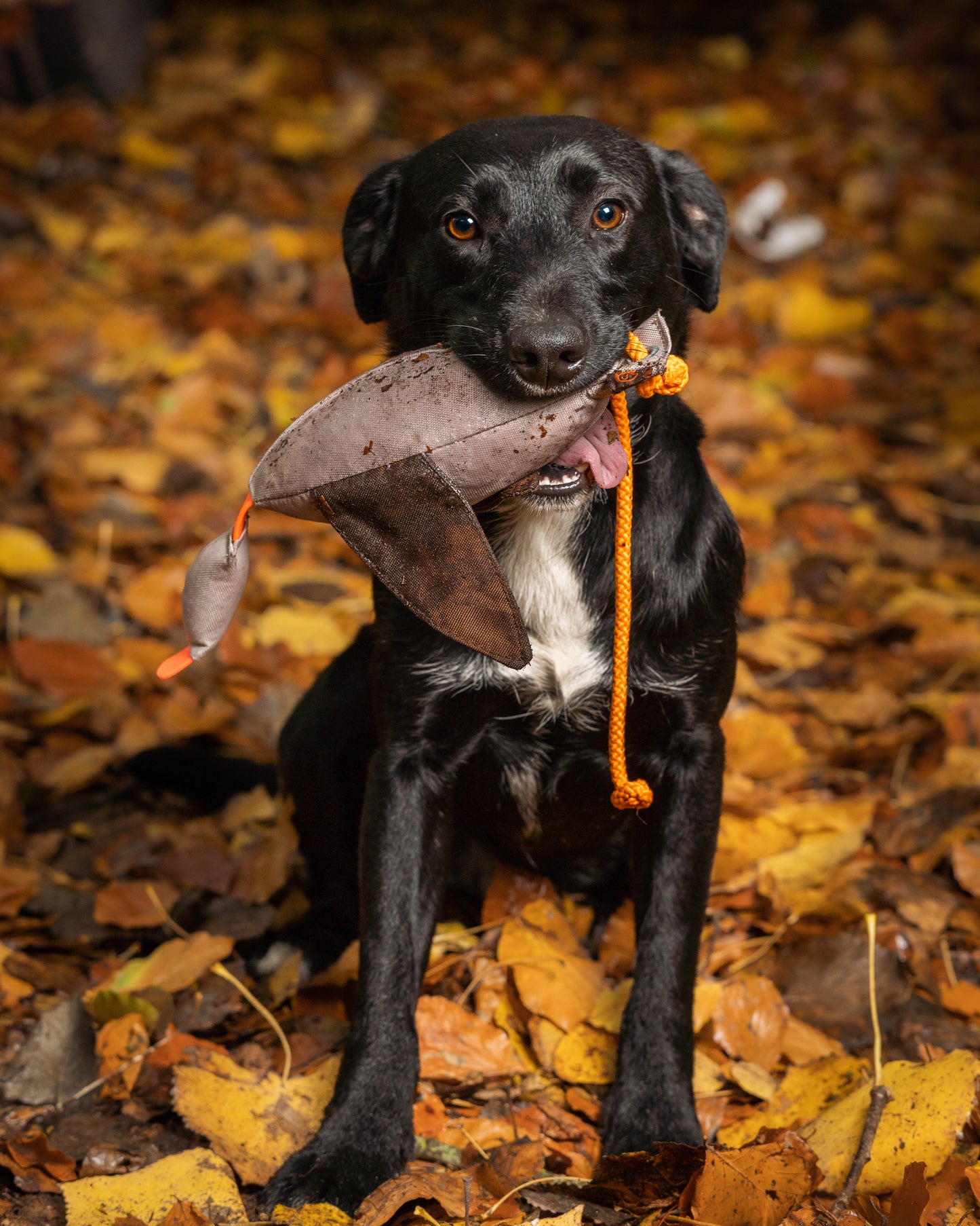 Firedog Flying Duck Dummy