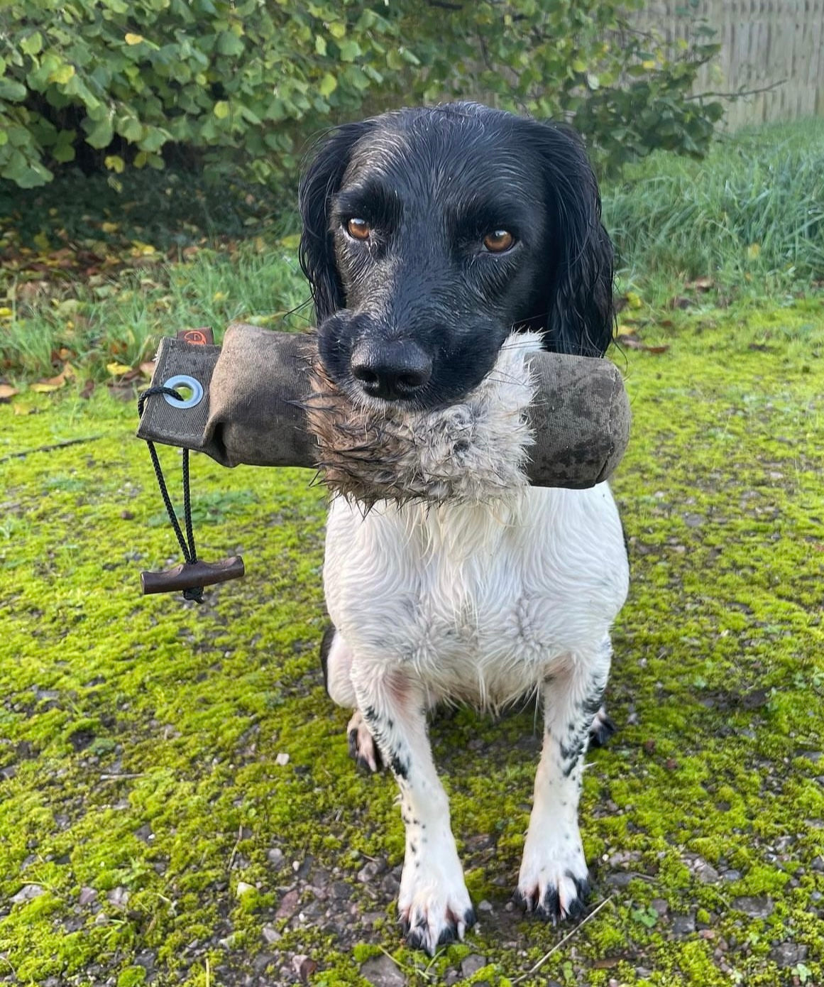 Firedog Dummy with Rabbit Fur