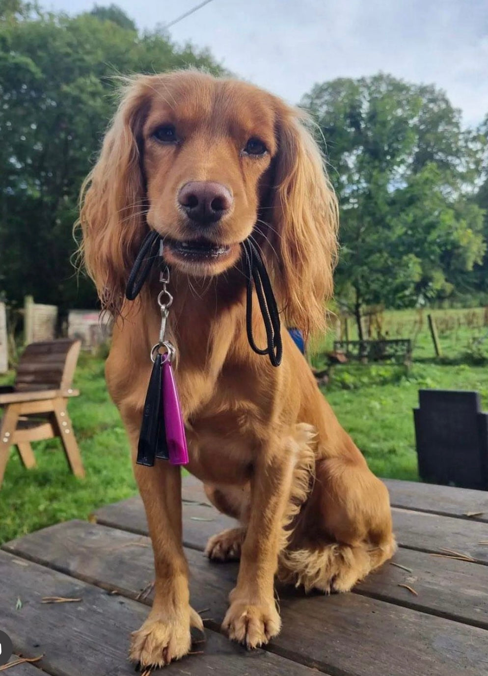 Caramel cocker hot sale spaniel