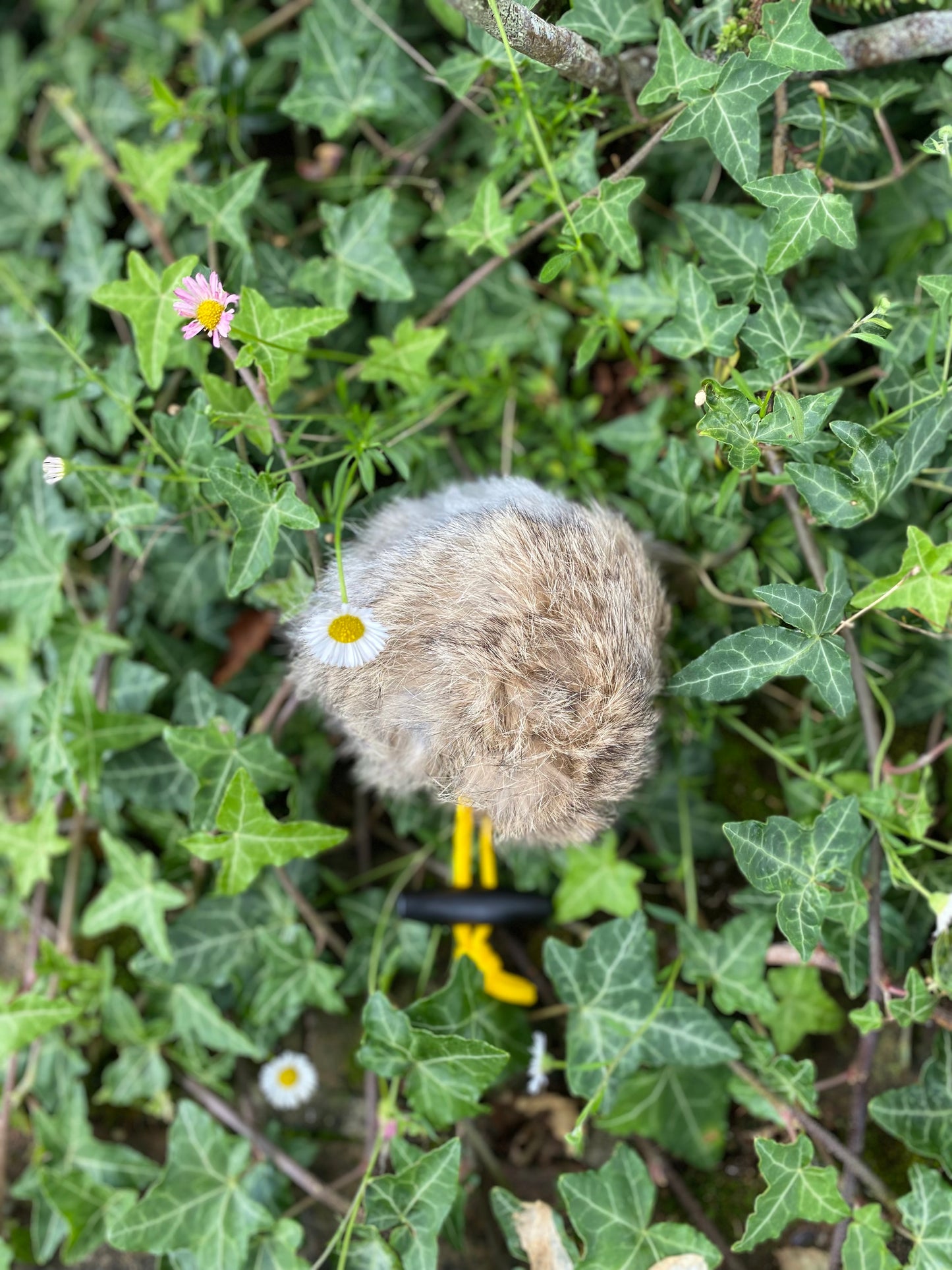 Sporting Saint Rabbit Ball & Rabbit Dummy ball