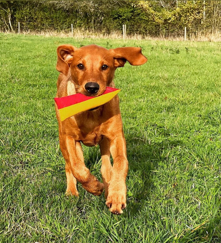Firedog Easy Fetch 100g Puppy Dummies