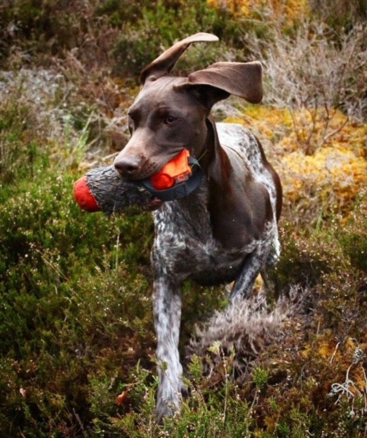 Firedog 250g & 500g Dummy with Rabbit Fur